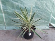 Yucca gloriosa nr6