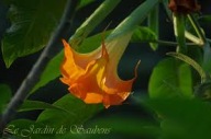 Brugmansia datura SB Bigaradier