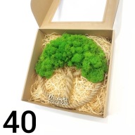 Drzewko Szczęścia Chrobotek, oryginalny prezent na każdą okazję, 40cm