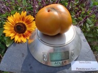 Pomidor Terra Cotta z 1893 mega pyszny r nasiona kolekcjonerskie