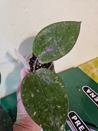 HOJA HOYA Glabra Acech