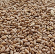 Pszenica paszowa 25 kg – naturalna pasza dla drobiu