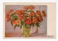 Pocztówka Kwiaty Cynie 1960r.