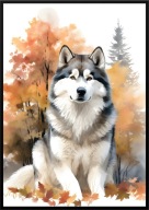A2 59,4x42 PLAKAT OBRAZ PIES ALASKAN MALAMUT, JESIEŃ, DO POKOJU, NA PREZENT