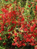 Pigwowiec 'Fire Dance' c2 30cm