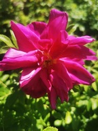 RÓŻA POMARSZCZONA (JADALNA) Rosa rugosa SADZONKA niska cena