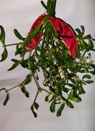 10 gałązek jemioły naturalnej 30-40 cm