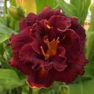 Liliowiec Night Embers