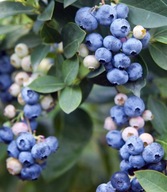 Borówka amerykańska Bluejay C2 40/50cm średnio wczesna