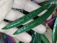 Hoya Hoja SHEPHERDII cięta