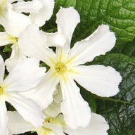 PIERWIOSNEK BIAŁY Primula acaulis STARFEVER WHITE KWIATY WIOSENNE