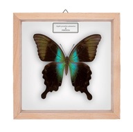 Motyl w gablotce Papilio pernathus adamantius - samica