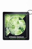 HYDRANGEA PANICULATA Hortensja bukietowa Magical Mont Blanc sadzonka 5l