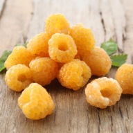 Malina żółta 'Golden Queen’ sadzonka, słodka, powtarzająca owocowanie