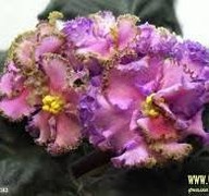 Fiołek afrykański #Dn-Dzhaz #Liść