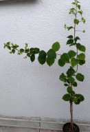 BUGENWILLA, BOUGAINWILLEA SADZONKA BIAŁA pełna ze zdjęcia