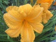 Liliowiec Mix Kolorów 20 SZTUK plus gratis