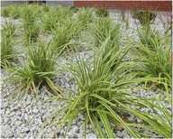 TRAWA TURZYCA NISKA OZDOBNA NA OBWÓDKI SADZONKA 20 CM WIELOLETNIA ODPORNA