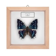 Motyl w gablotce Charaxes etesipe