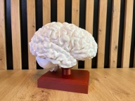 Model anatomiczny mózgu 1:1 statuetka pamiątka nagroda