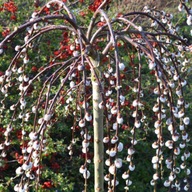 Wierzba IWA PENDULA szczepiona na pniu