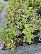 Róża pomarszczona, jadalna, 2L