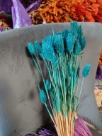 Trawy Mozga Kanar naturalna susz suszona trawa bukiet morska niebieska