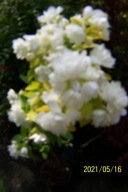 Jaśmin pieny biały szczepiony warkoczowy okaz inny