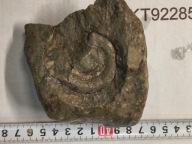 Skamieliny koralowce minerały