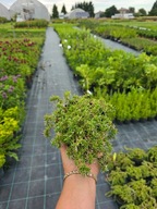 Floks Douglasa 'White Admiral '