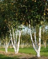 BRZOZA POŻYTECZNA "DOORENBOS" Betula utilis sadzonka 60-80 cm