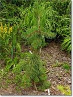 Pinus contorta 'Pendula'- Super unikat !!!