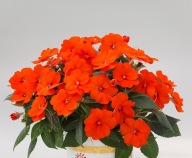 Niecierpek Sunpatiens Compact Electric Orange