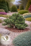 JEDYNA TAKA Sosna górska 'Heinis Triumph' Pinus mugo C5