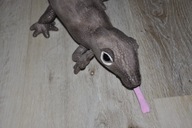 pluszak maskotka fajny waran z Komodo Nature Planet 60 cm jaszczurka