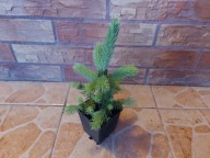 Świerk srebrny (Picea pungens 'Glauca')