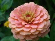 Cynia daliowa wyniosła Z OGRODU CZAROWNICY nasiona 5g