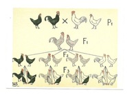 Pocztówka - Tablica genetyczna i kura andaluzyjska