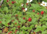 poziomka pospolita 10 szt