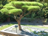 IDEALNA NA BONSAI Sosna gęstokwiatowa 'Umbraculifera' Pinus densiflora