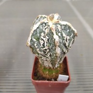 *KAKTUSY* ASTROPHYTUM MYRIOSTIGMA - KULTIVAR
