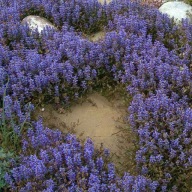 DĄBRÓWKA ROZŁOGOWA okrywowa bylina zielona trzy klacza