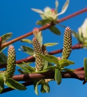WIERZBA CAŁOLISTNA JAPOŃSKA SZTOBRY 10 SZTUK ULE żywopłot
