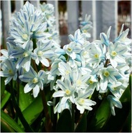 Cebulica Syberyjska biała sadzonka w doniczce p8 ogrodowa wieloletnia