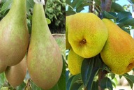 Grusza DUO KONFERENCJA + UKRAIŃSKA – dwa owoce na jednym drzewku