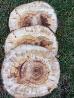 Plastry Drewna Osika – Premium jakość 3 sztuki 30–35 cm świeże