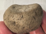 Skamieniałe koralowce algi glony