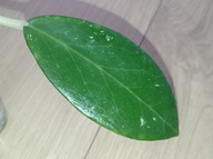 Hoya Hoja sp. HAIPHONG ukorzeniona