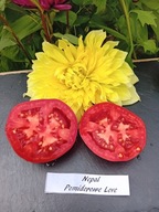 Pomidor Nepal przechowywanie do 4 miesięcy odmiana nasiona kolekcjonerskie