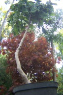 Leszczyna turecka na pniu szczepiona jadalna inna